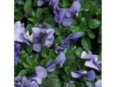 Luxus pur - Wohnung mit besonderem Charme in ruhiger Feldrandlage - Garbsen OT