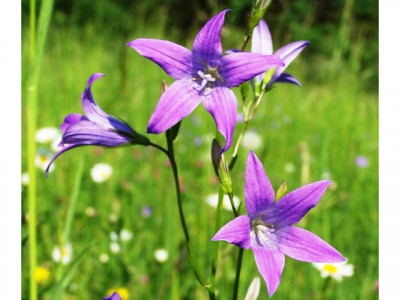 KLEIN ABER FEIN 3-ZIMMER-WOHNUNG IN GÖGGINGEN