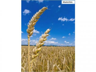 Zwangsversteigerung Grundstück Land und Forstwirtschaft in 60488 Frankfurt am Main, Im Waldfeld